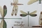 Libellules