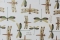 Libellules