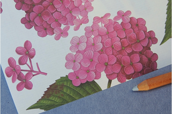 Papier d&eacute;coratif Rossi1931&copy; - Hortensias